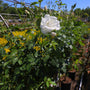 row of white flowering iceberg floribunda rose trees
