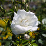 close up view of large white bloom on iceberg floribunda rose tree