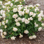 shot of Icecap™ Roses in shrub form 
