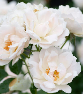 Icecap™ Rose - Tree Form