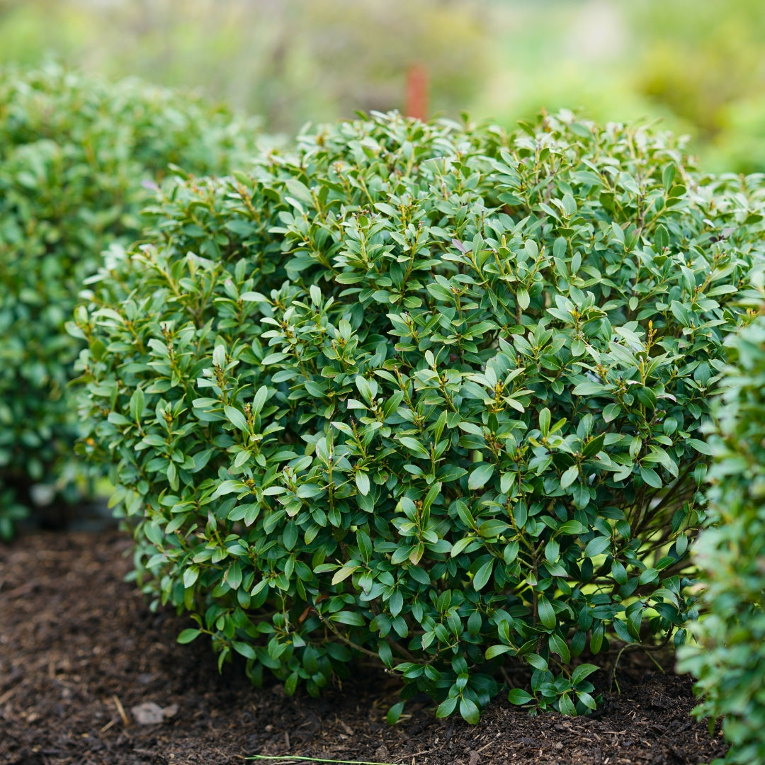 Strongbox Inkberry Holly | Native Boxwood Alternative Shrub