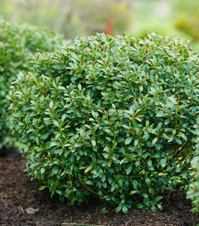 Ilex glabra ‘Strongbox®’ (Strongbox Inkberry Holly)