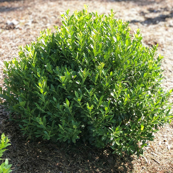 Liex Strong Box Strongbox Inkberry Holly | Native Boxwood Alternative Shrub