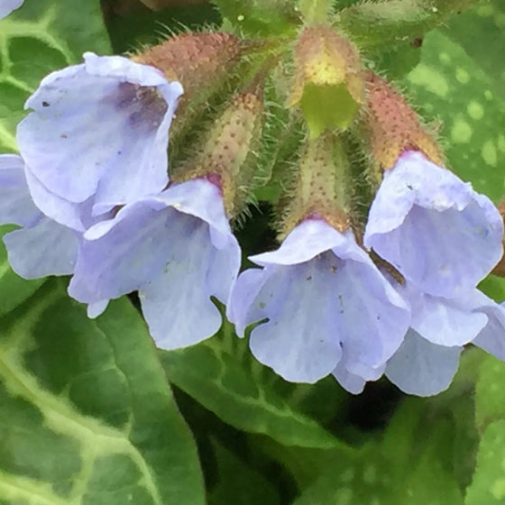Close-up of Opal Lungwort showing shell-pink buds opening into pale lavender-blue flowers