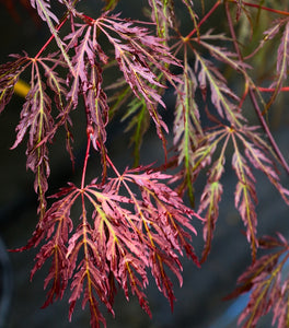 Inaba Shidare Japanese Maple