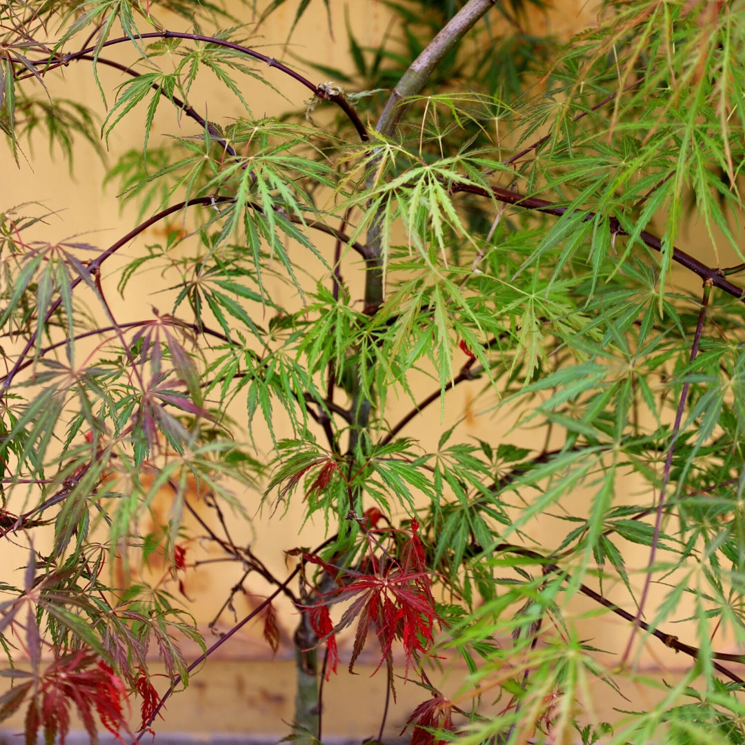 Inaba Shidare Japanese Maple for Sale | Red Weeping Laceleaf Tree