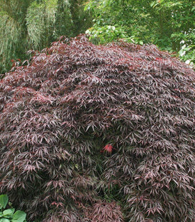 Inaba Shidare Japanese Maple