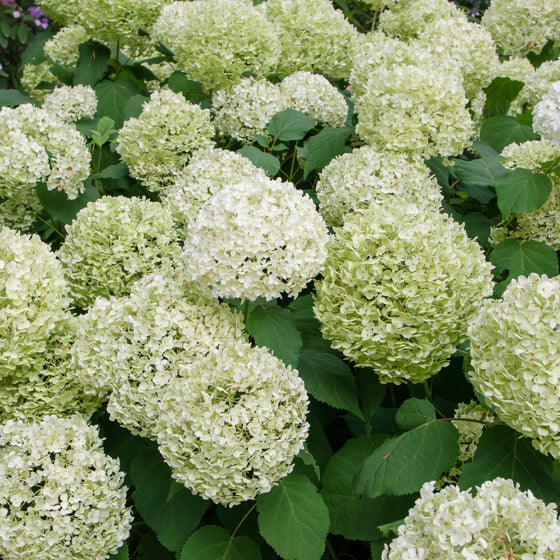 dense canopy of snow white incrediball hydrangea blossoms