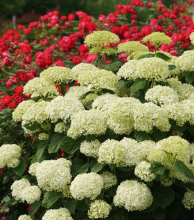 Incrediball® Storm Proof™ Hydrangea