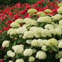 Pollinator-friendly smooth hydrangea with fertile flowers and strong rain-resistant stems