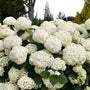 Incrediball Storm Proof Smooth Hydrangea with white round blooms and dark green foliage
