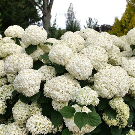 Incrediball Storm Proof Smooth Hydrangea with white round blooms and dark green foliage