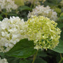 White smooth hydrangea blooms aging from green-white to bright white in summer
