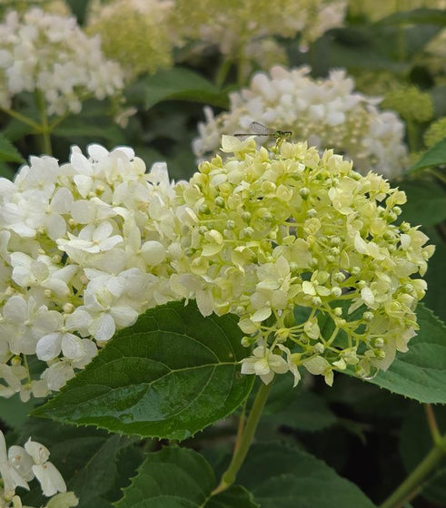 White smooth hydrangea blooms aging from green-white to bright white in summer