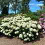 Incrediball® Storm Proof™ Hydrangea with strong stems holding white mophead blooms upright in a summer garden

5 supporting alt text options:
