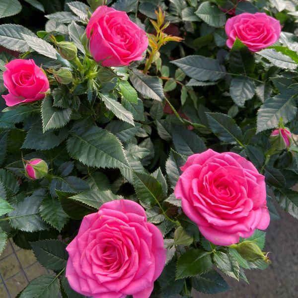 miniature rose plant indoor Mini Indoor Rose Bushes for Sale