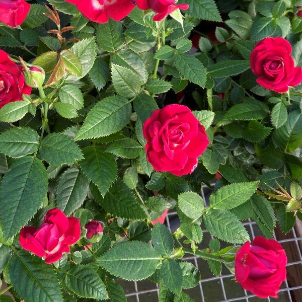 indoor rose plant outside Mini Indoor Rose Bushes for Sale