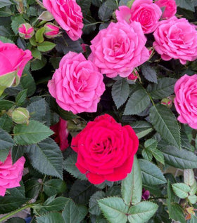 Indoor Miniature Rose Bushes