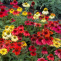 range of rainbow shades for cheyenne spirit echinacea