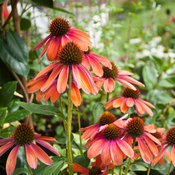 blend of unique shades on Cheyenne echinacea spirit coneflower plant
