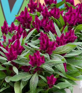 Intenz Dark Purple Celosia