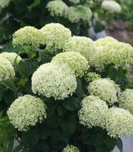 Invincibelle Limetta® Hydrangea