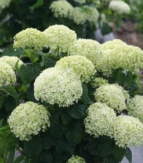 Invincibelle Limetta® Hydrangea