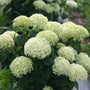 stand alone limetta hydrangea shrub with soft creamy white blossoms