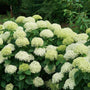 Limetta hydrangea shrubs in full bloom with round white and light green flower clusters