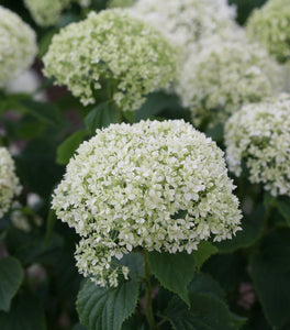 Invincibelle Limetta® Hydrangea