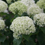A lush garden bed featuring large white hydrangea blooms, purple lavender spikes in the foreground, and green foliage with a tree and house visible in the background.