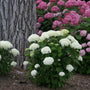 White and pink hydrangea flower bushes in full bloom next to a large tree trunk in a garden setting.