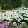 A large hydrangea bush in full bloom with dense round clusters of white flowers and green foliage, with smaller pink hydrangea blooms in the foreground and a blurred green garden path behind.
