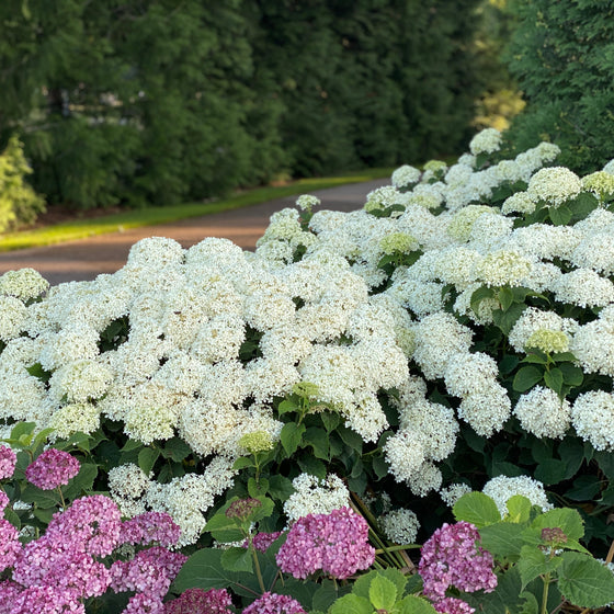 A large hydrangea bush in full bloom with dense round clusters of white flowers and green foliage, with smaller pink hydrangea blooms in the foreground and a blurred green garden path behind.