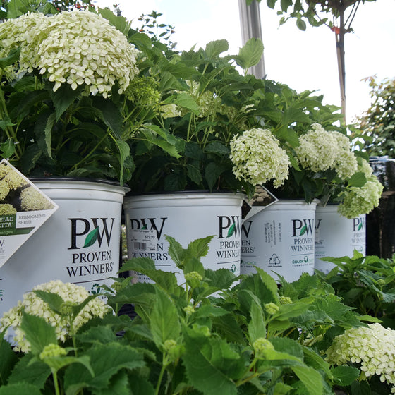 Several white buckets filled with green hydrangea plants and clusters of pale green to white flowers, displayed on a greenhouse shelf. The buckets are branded 'PW Proven Winners', and a hanging tag shows the same branding and a flower photo.