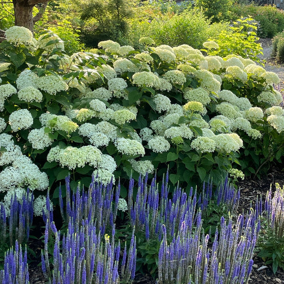 A lush garden bed featuring large white hydrangea blooms, purple lavender spikes in the foreground, and green foliage with a tree and house visible in the background.