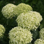 closer look at the round fluffy cream blossoms of the limtetta hydrangea