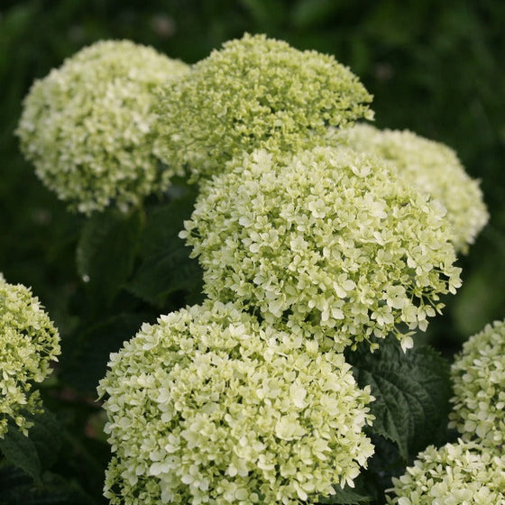 closer look at the round fluffy cream blossoms of the limtetta hydrangea