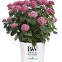 Invincibelle Mini Mauvette® Hydrangea