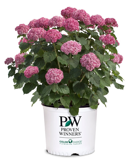 Invincibelle Mini Mauvette® Hydrangea