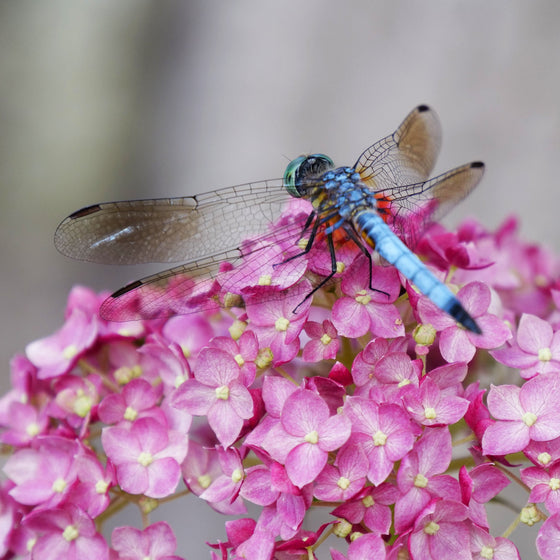 A close-up photograph of a blue dragonfly perched on a cluster of pink flowers against a softly blurred gray background.