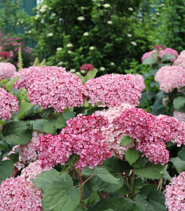 Invincibelle® Spirit II Hydrangea