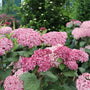 Pink hydrangea blooms with green leaves in a garden setting.