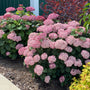 Pink hydrangea bushes in full bloom with green leaves, planted in a garden bed next to a concrete walkway.