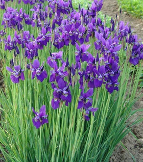 Iris Caesar's Brother