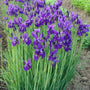 Iris Caesar's Brother sold online blooms purple flowers on the top of green stalks