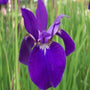 Iris Caesar's Brother sold online has soft purple petals with white at the base
