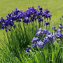 Iris Caesar's Brother sold online blooms groups of violet soft blooms