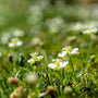 Irish Moss planted in a rock garden beside stone edging and dwarf plants, softening the space with green carpet texture