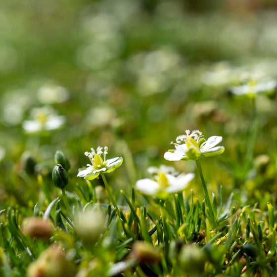 Irish Moss planted in a rock garden beside stone edging and dwarf plants, softening the space with green carpet texture
